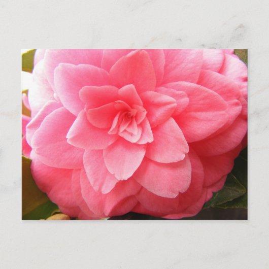 Postkarte Blume Camellia (Vorderseite)