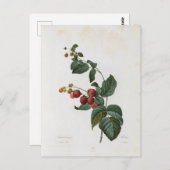 Postkarte Blumen 17 (Vorne/Hinten)