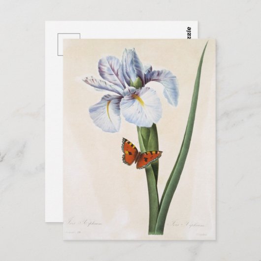 Postkarte Blumen 8 (Vorne/Hinten)