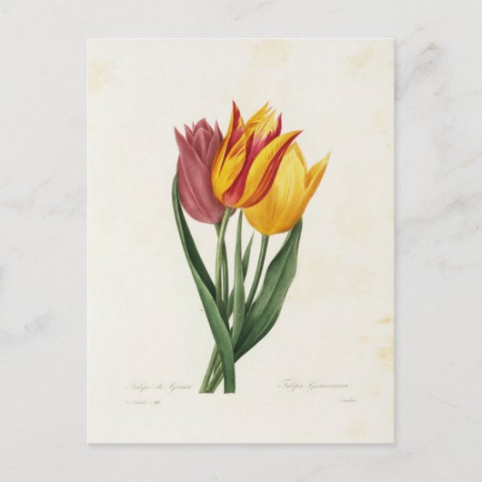 Postkarte Blumen 9 (Vorderseite)