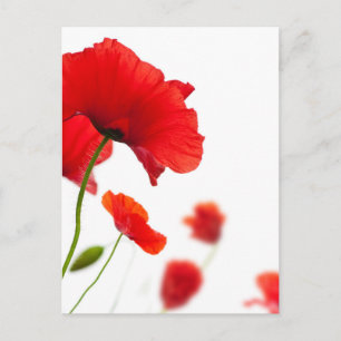 Postkarte - Blumen von Kobolden