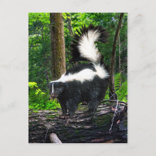 Postkarte "Bomba"