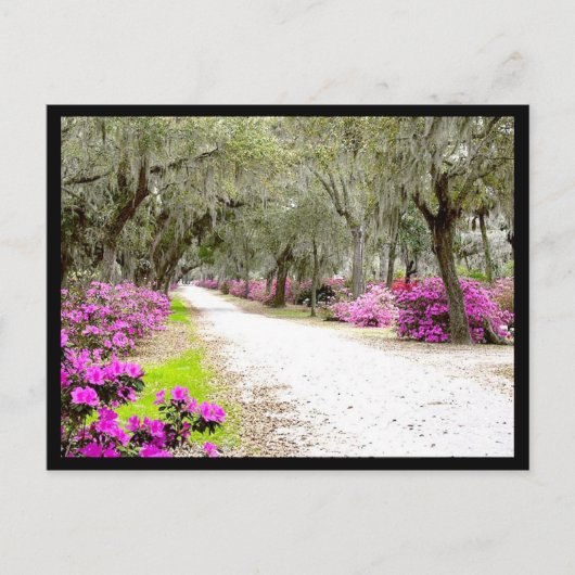 Postkarte - Bonaventure Azaleas (Vorderseite)