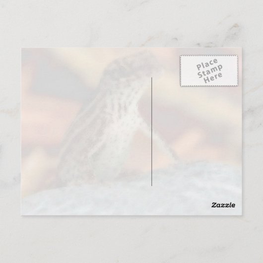 Postkarte Browns Anole (Eidechse) (Rückseite)