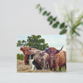Postkarte "Buckeroo & Friends" (Stehend Vorderseite)