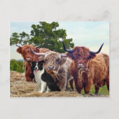 Postkarte "Buckeroo & Friends" (Vorderseite)