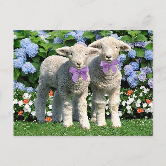 Postkarte "Bucky & Mick" (Vorderseite)