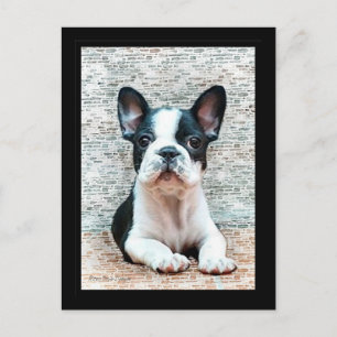 Postkarte "Bulldog"