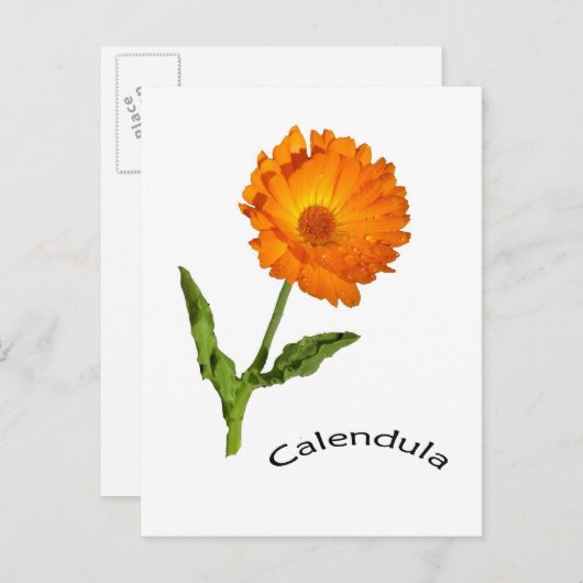 Postkarte - Calendula (Vorne/Hinten)