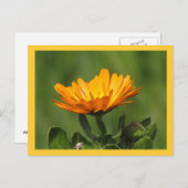 Postkarte - Calendula Bloom (Vorne/Hinten)