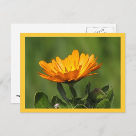 Postkarte - Calendula Bloom (Vorne/Hinten)