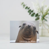 Postkarte California Sea Lion (Stehend Vorderseite)