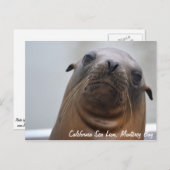 Postkarte California Sea Lion (Vorne/Hinten)