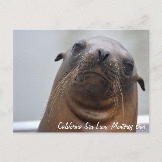 Postkarte California Sea Lion (Vorderseite)