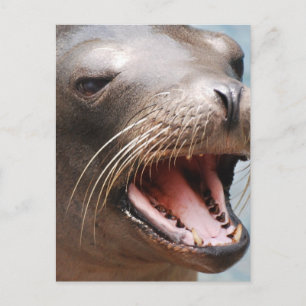 Postkarte California Sea Lion