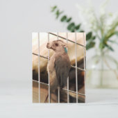 Postkarte Camkeet (Stehend Vorderseite)