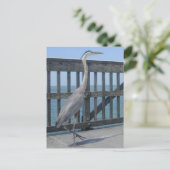 Postkarte Capal Coral Florida (Stehend Vorderseite)