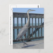 Postkarte Capal Coral Florida (Vorne/Hinten)