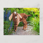 Postkarte "Casey" (Vorderseite)