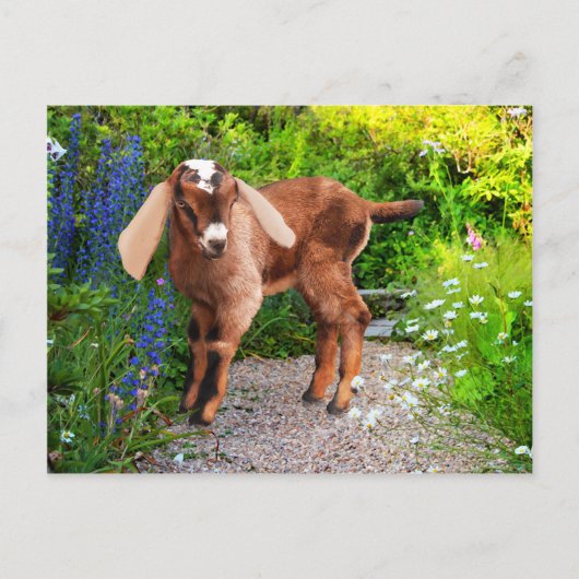 Postkarte "Casey" (Vorderseite)