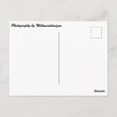 Postkarte "Cayman Islands Sunset" (Rückseite)