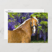 Postkarte "Chieftain" (Vorne/Hinten)