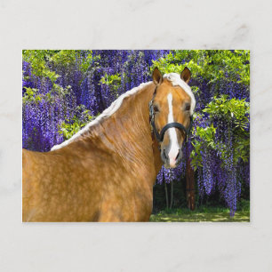 Postkarte "Chieftain"