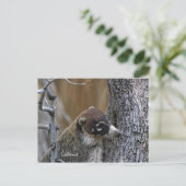 Postkarte: Coatimundi #2 Postkarte (Stehend Vorderseite)