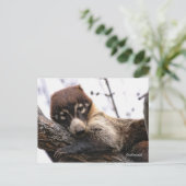 Postkarte: Coatimundi #4 Postkarte (Stehend Vorderseite)