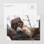 Postkarte: Coatimundi #4 Postkarte (Vorne/Hinten)