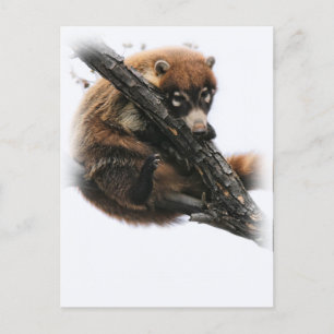 Postkarte: Coatimundi #5 (Portrait) Postkarte