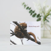 Postkarte: Coatimundi #5 Postkarte (Stehend Vorderseite)