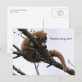 Postkarte: Coatimundi #5 Postkarte (Vorne/Hinten)