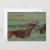 Postkarte Colorado elf (Vorne/Hinten)