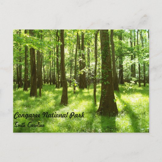 Postkarte - Congaree Nationalpark (Vorderseite)