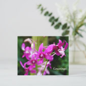 Postkarte - Cooktown Orchid (Stehend Vorderseite)
