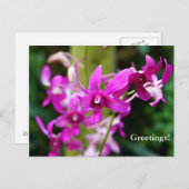 Postkarte - Cooktown Orchid (Vorne/Hinten)