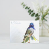Postkarte: Costa's Hummingbird Postkarte (Stehend Vorderseite)