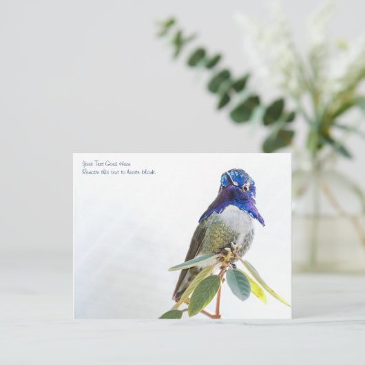 Postkarte: Costa's Hummingbird Postkarte (Stehend Vorderseite)