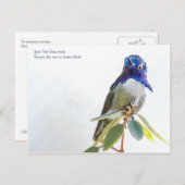 Postkarte: Costa's Hummingbird Postkarte (Vorne/Hinten)