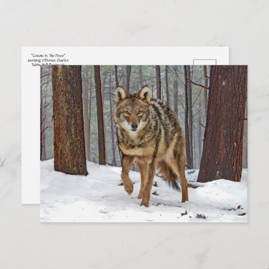 Postkarte "Coyote in the Pines" (Vorne/Hinten)