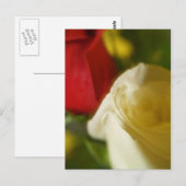Postkarte "Crimson and Cream" (Vorne/Hinten)
