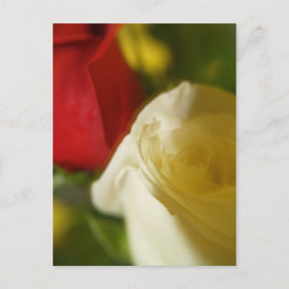 Postkarte "Crimson and Cream"