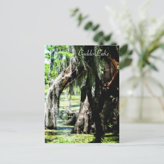 Postkarte - Cypress-Lüfter (Stehend Vorderseite)