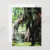 Postkarte - Cypress-Lüfter (Vorne/Hinten)