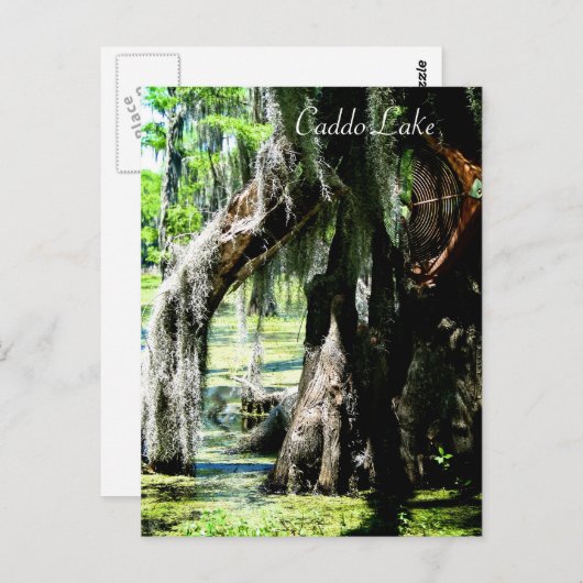 Postkarte - Cypress-Lüfter (Vorne/Hinten)