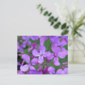 Postkarte: Dames Rocket (Hesperis matronalis) Postkarte (Stehend Vorderseite)