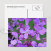 Postkarte: Dames Rocket (Hesperis matronalis) Postkarte (Vorne/Hinten)
