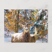 Postkarte "Deep in Forest" (Vorderseite)