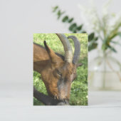 Postkarte der Alpenziege (Stehend Vorderseite)